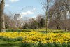 A8YRXB-London-Daffodil-2.jpg