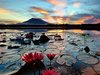 Lake-Sampaloc-Lake-in-the-Philippines-Water-lilies-flowers-lotus-leaves-sunset-Wallpapers-Hd-1...jpg