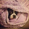 she-loves-blankets-boston-terrier-sleeping-in-leopard-blanket.jpg