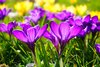 crocus-318293_960_720.jpg