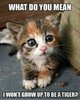 9a104d34c71a9e052f7432fe2b7d3f49--hilarious-animal-pictures-funny-quote-pictures.jpg