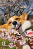 cherryblossom.jpg