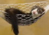 1521036170770.png