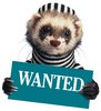 FerretWanted.jpg