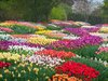 spring_flowers_2015_longwood_cr_Longwood Gardens L Albee.jpg