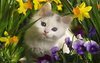 78439-Cute-Kitty-And-Spring-Flowers.jpg