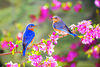 spring_bbirds.jpg