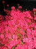 azaleas2.jpg