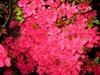 azaleas4.jpg