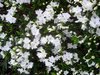 azaleas3.jpg