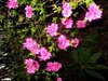 azaleas5.jpg