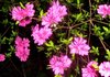 azaleas6.jpg