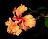 orange hibiscus (2).jpg