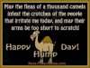 Happy-Hump-Day-Camel.jpg