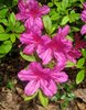 azaleas3.jpg