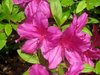 azaleas4.jpg