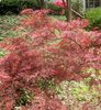 Japanese maple.jpg