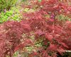 Japanese maple2.jpg