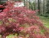 Japanese Maple3.jpg