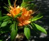 orangeazaleas4.jpg