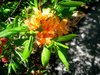 orangeazaleas2.jpg