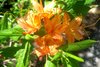 orangeazaleas3.jpg