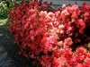 coralazaleas.jpg