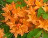 orangeazalea5.jpg