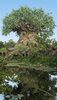 The Tree of Life with Water Reflection.jpg