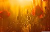 golden_sunlight_red_poppies-wallpaper-1280x800.jpg