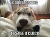 funny-good-morning-dog-pictures.jpg