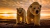 polar_bear_sunset-1280x720.jpg