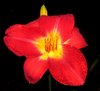 daylily2.jpg