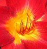 daylily4.jpg