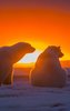 polar_bears_antarctica_sunset-800x1280.jpg