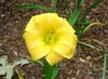 yellow daylily.jpg