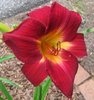 scarlet daylily2.jpg