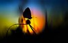 flower_on_butterfly_evening_time-1280x800.jpg