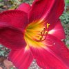 Daylily2.jpg