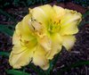 yellow daylily.jpg