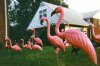 flamingos.jpg