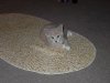 peanut.jpg