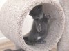 magnewcollarclaws2.jpg