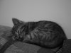 reimg_0900.jpg