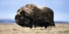 610_wfww_muskox.jpg