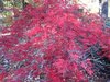 japanese maple2.jpg