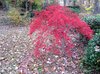 japanese maple4 .jpg