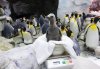 BabyPenguin.jpg