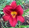 daylily2.jpg