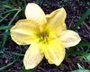 daylily3.jpg